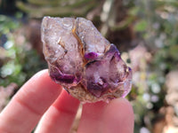 Natural Window Amethyst Crystals x 20 From Chiredzi, Zimbabwe - Toprock Gemstones and Minerals