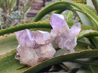 Natural Jacaranda Amethyst Clusters x 6 From Zambia - Toprock Gemstones and Minerals