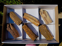 Polished On One Side Petrified Wood x 6 From Gokwe, Zimbabwe - Toprock Gemstones and Minerals