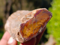 Polished On One Side Petrified Wood x 6 From Gokwe, Zimbabwe - Toprock Gemstones and Minerals