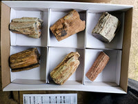 Polished On One Side Petrified Wood x 6 From Gokwe, Zimbabwe - Toprock Gemstones and Minerals