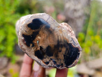 Polished On One Side Petrified Wood x 6 From Gokwe, Zimbabwe - Toprock Gemstones and Minerals