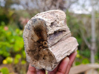 Polished On One Side Petrified Wood x 6 From Gokwe, Zimbabwe - Toprock Gemstones and Minerals