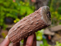 Polished On One Side Petrified Wood x 6 From Gokwe, Zimbabwe - Toprock Gemstones and Minerals
