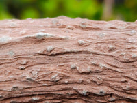 Polished On One Side Petrified Wood x 6 From Gokwe, Zimbabwe - Toprock Gemstones and Minerals