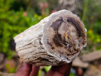 Polished On One Side Petrified Wood x 6 From Gokwe, Zimbabwe - Toprock Gemstones and Minerals