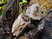Polished On One Side Petrified Wood x 6 From Gokwe, Zimbabwe - Toprock Gemstones and Minerals