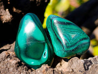 Polished Flower Banded Malachite Free Forms x 70 From Congo - Toprock Gemstones and Minerals