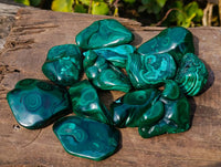 Polished Flower Banded Malachite Free Forms x 12 From Congo - Toprock Gemstones and Minerals