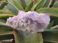 Natural Amethyst Spirit Quartz Clusters x 6 From South Africa - Toprock Gemstones and Minerals