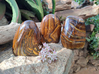 Polished Tigers Eye Standing Free Forms x 3 From South Africa - Toprock Gemstones and Minerals