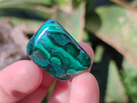 Polished Flower Banded Malachite Free Forms x 35 From Congo - Toprock Gemstones and Minerals