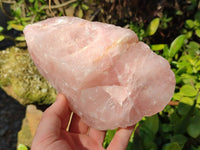 Natural Pink Rose Quartz Cobbed Specimens x 7 From North Cape, South Africa - Toprock Gemstones and Minerals
