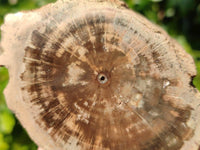 Polished On One Side Petrified Wood Branches x 4 From Gokwe, Zimbabwe - Toprock Gemstones and Minerals