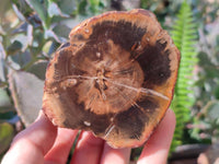 Polished On One Side Petrified Wood Branches x 4 From Gokwe, Zimbabwe - Toprock Gemstones and Minerals