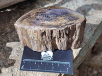 Polished On One Side Petrified Wood Branches x 4 From Gokwe, Zimbabwe - Toprock Gemstones and Minerals