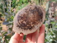 Polished On One Side Petrified Wood Branches x 4 From Gokwe, Zimbabwe - Toprock Gemstones and Minerals