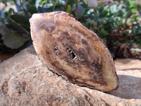 Polished On One Side Petrified Wood Branches x 4 From Gokwe, Zimbabwe - Toprock Gemstones and Minerals