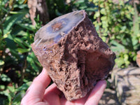 Polished On One Side Petrified Wood Branches x 3 From Gokwe, Zimbabwe - Toprock Gemstones and Minerals