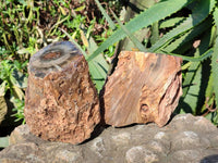 Polished On One Side Petrified Wood Branches x 3 From Gokwe, Zimbabwe - Toprock Gemstones and Minerals