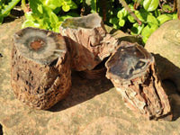 Polished On One Side Petrified Wood Branches x 3 From Gokwe, Zimbabwe - Toprock Gemstones and Minerals