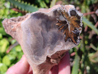 Polished On One Side Petrified Wood Branches x 3 From Gokwe, Zimbabwe - Toprock Gemstones and Minerals