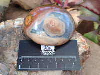 Polished On One Side Polychrome Jasper Nodules x 12 From NW Coast, Madagascar - Toprock Gemstones and Minerals