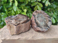 Polished On One Side Petrified Wood Branches x 4 From Gokwe, Zimbabwe - Toprock Gemstones and Minerals