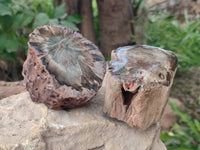 Polished On One Side Petrified Wood Branches x 4 From Gokwe, Zimbabwe - Toprock Gemstones and Minerals