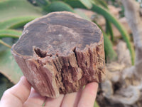 Polished On One Side Petrified Wood Branches x 4 From Gokwe, Zimbabwe - Toprock Gemstones and Minerals