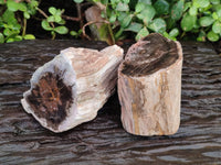 Polished On One Side Petrified Wood Branches x 4 From Gokwe, Zimbabwe - Toprock Gemstones and Minerals
