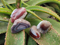 Polished On One Side Red Sashe River Agate Nodules x 24 From Zimbabwe - Toprock Gemstones and Minerals