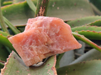 Natural Sunset Orange Calcite Specimens x 12 From Spitzkop, Namibia - Toprock Gemstones and Minerals