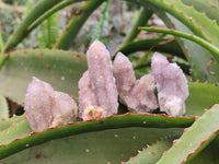 Natural Amethyst Spirit Quartz Crystals x 20 From Boekenhouthoek, South Africa - Toprock Gemstones and Minerals