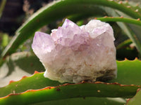 Natural Amethyst Spirit Quartz Clusters x 6 From Boekenhouthoek, South Africa - Toprock Gemstones and Minerals