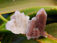 Natural Fairy Spirit Quartz Specimens x 12 From South Africa - Toprock Gemstones and Minerals