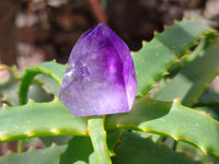 Polished Window Amethyst Crystals x 12 From Madagascar - Toprock Gemstones and Minerals