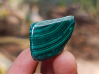 Polished Flower Banded Malachite Free Forms x 70 From Congo - Toprock Gemstones and Minerals