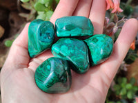 Polished Flower Banded Malachite Free Forms x 20 From Congo - Toprock Gemstones and Minerals