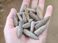 Natural Belemnite Rostrum Fossils x 2.4 Kg Lot From Madagascar - Toprock Gemstones and Minerals