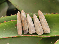 Natural Belemnite Rostrum Fossils x 2.4 Kg Lot From Madagascar - Toprock Gemstones and Minerals