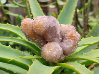 Natural Ametrine Spirit Quartz Clusters x 6 From South Africa - Toprock Gemstones and Minerals