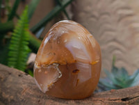 Polished Flower Agate Standing Free Forms x 3 From Antsahalova, Madagascar - Toprock Gemstones and Minerals