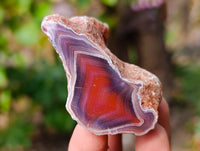 Polished One Sided Red Sashe River Agate Nodules x 35 from Sashe River, Zimbabwe - Toprock Gemstones and Minerals