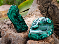 Polished Flower Banded Malachite Free Forms x 12 From Congo - Toprock Gemstones and Minerals