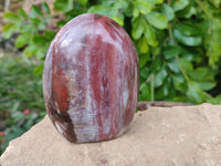 Polished Podocarpus Petrified Wood Standing Free Forms + 1 Gallet x 12 From Mahajanga, Madagascar - Toprock Gemstones and Minerals