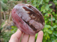 Polished Podocarpus Petrified Wood Standing Free Forms + 1 Gallet x 12 From Mahajanga, Madagascar - Toprock Gemstones and Minerals