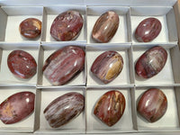 Polished Podocarpus Petrified Wood Standing Free Forms + 1 Gallet x 12 From Mahajanga, Madagascar - Toprock Gemstones and Minerals