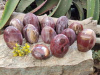 Polished Podocarpus Petrified Wood Standing Free Forms + 1 Gallet x 12 From Mahajanga, Madagascar - Toprock Gemstones and Minerals