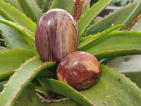 Polished Podocarpus Petrified Wood Standing Free Forms + 1 Gallet x 12 From Mahajanga, Madagascar - Toprock Gemstones and Minerals